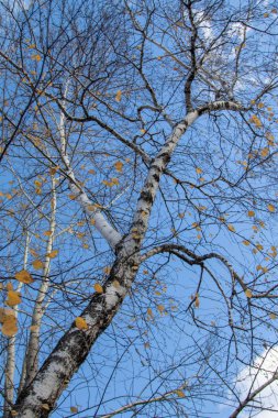 Sonbahar ağaç dalları göğe görüntüle