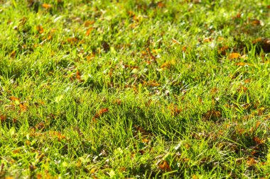 yeşil çim arka plan odak merkezi