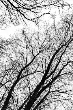 Beyaz arkaplanda ağaç dalları silueti