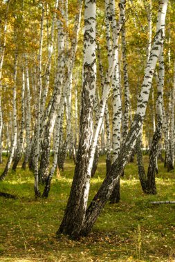Sarı huş ağacı orman, geç sonbahar doğa manzara