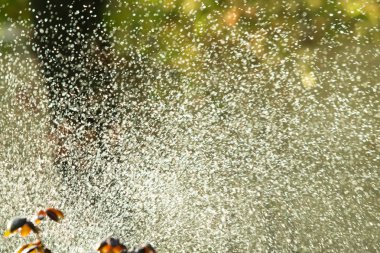 defocused, bulanık su, bokeh doğa damla