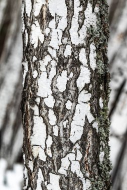 huş ağacı orman, ağaç gövdesi yakın kadar kış