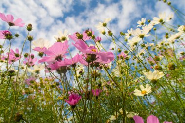 Cosmos çiçekler, görüntülemek aşağıdan gökyüzüne doğru
