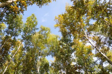 huş ağacı orman manzaralı gökyüzüne Sonbahar Doğa