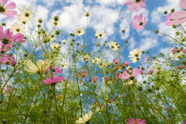 Cosmos çiçekler, görüntülemek aşağıdan gökyüzüne doğru