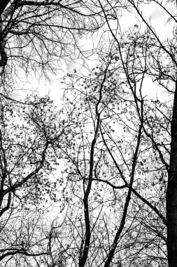 Beyaz arkaplanda ağaç dalları silueti