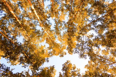 gökyüzü sonbahar arka planı sarı huş ağacı yaprakları