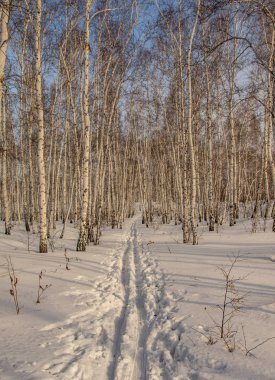 huş ağacı ormanda kış doğa manzarası