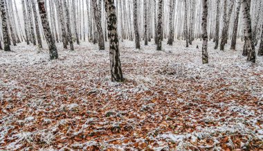 sonbahar manzara bir huş ormandaki ilk kar