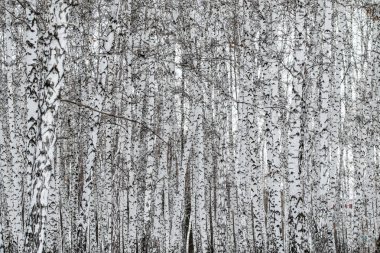 Kış huş ağacı orman doğa manzarası