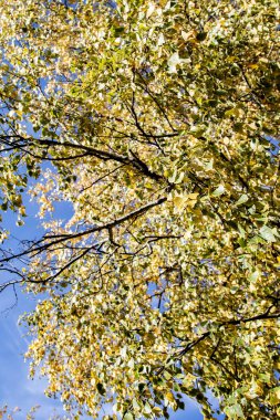 gökyüzü sonbahara ağaç görünümünün sarı yapraklar