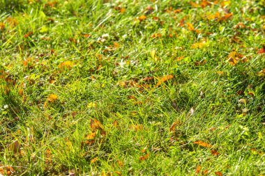 yeşil çim arka plan odak merkezi