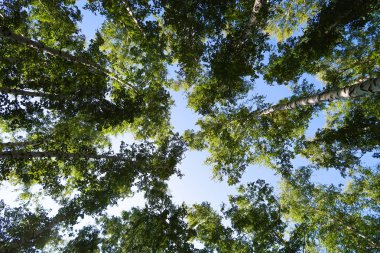 orman manzaralı aşağıdan gökyüzüne huş ağacı