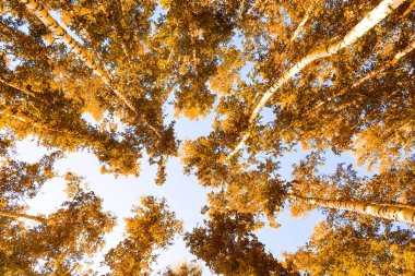 gökyüzü sonbahar arka planı sarı huş ağacı yaprakları