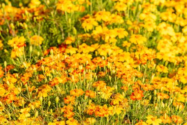 parlak sonbahar çiçek doğa manzara