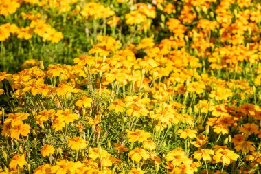 parlak sonbahar çiçek doğa manzara