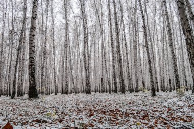 sonbahar manzara bir huş ormandaki ilk kar