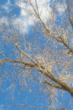 Sonbahar ağaç dalları göğe görüntüle