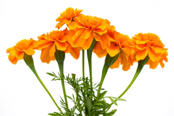 Tagetes Beyaz Arka Plan Üzerinde Izole Çiçek — Stok fotoğraf