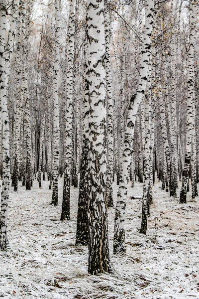 İlk kar huş ağacı orman manzara kış