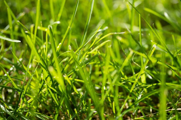 Hierba Verde Con Fondo Borroso Bokeh —  Fotos de Stock