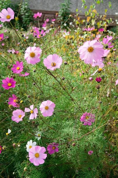 Cosmos Fleurs Nature Gros Plan Paysage — Photo