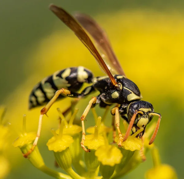 Wasp Close Een Gele Bloem Intreepupil — Stockfoto