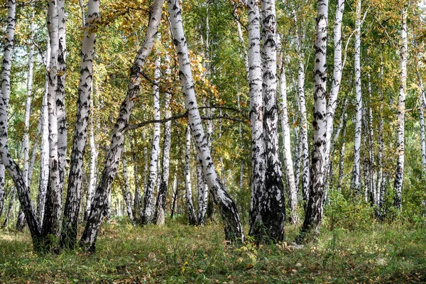 Sarı huş ağacı orman, geç sonbahar doğa manzara