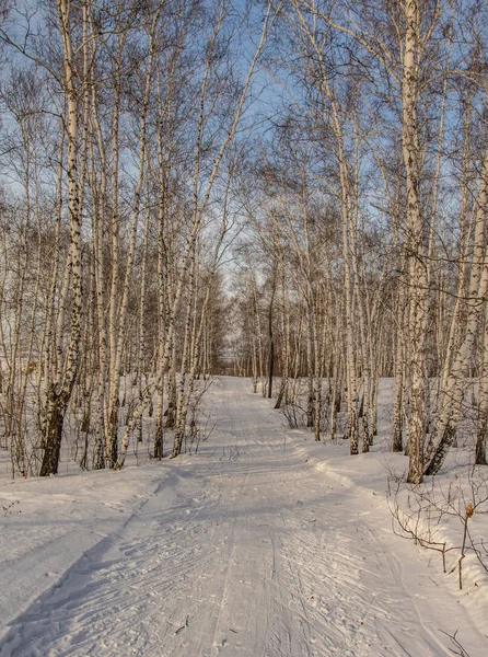 huş ağacı ormanda kış doğa manzarası