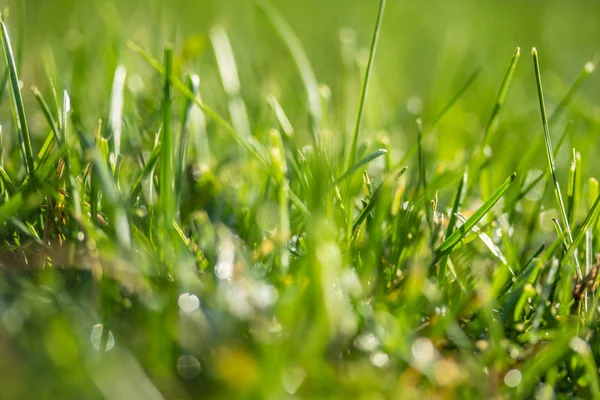 yeşil çim bokeh arka plan bulanık