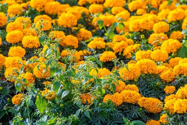 Marigolds Kis Virágok Sok — Stock Fotó