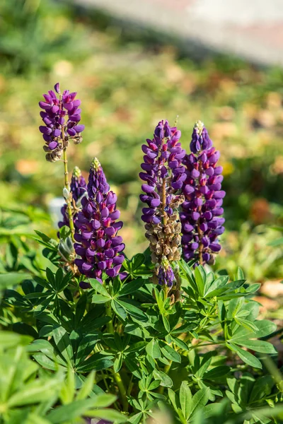 Lupinus çiçek yeşil yeşillik doğa ile parlak