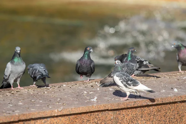 yabani güvercin doğa şehir