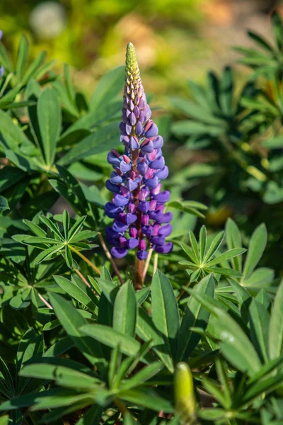 ルピナスの花が緑の葉自然と明るい — ストック写真