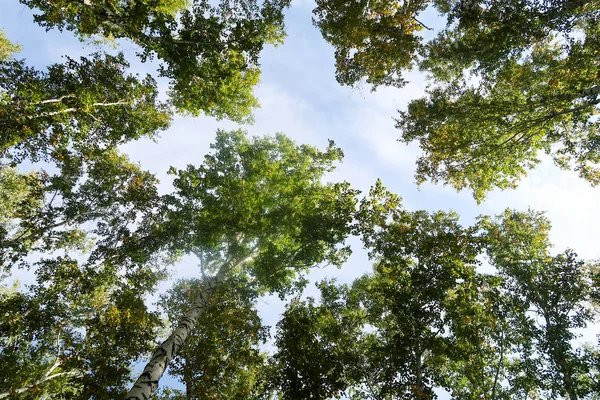 huş ağacı orman manzaralı gökyüzüne Sonbahar Doğa