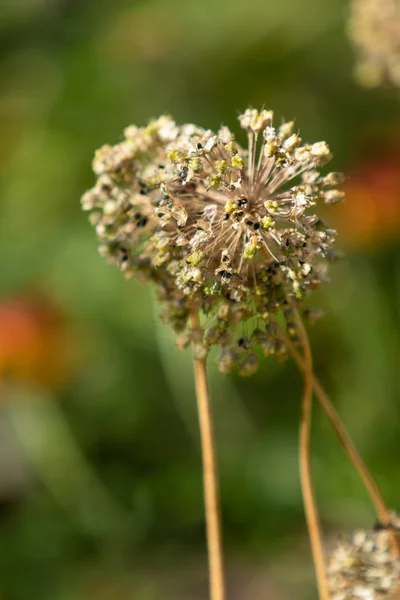 Dry Garlic Flower Head Nature — Stock Photo, Image
