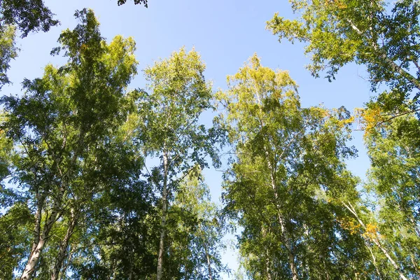 orman manzaralı aşağıdan gökyüzüne huş ağacı