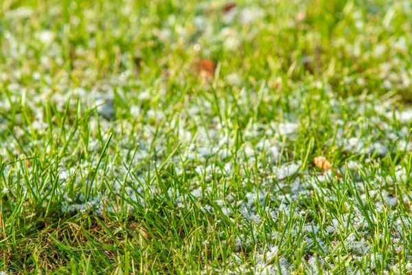 Herbe Verte Neige Fond Flou Bokeh — Photo