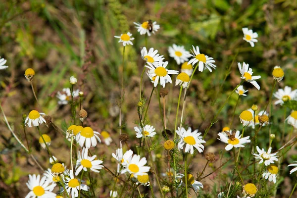 papatya çiçeği peyzaj alanı