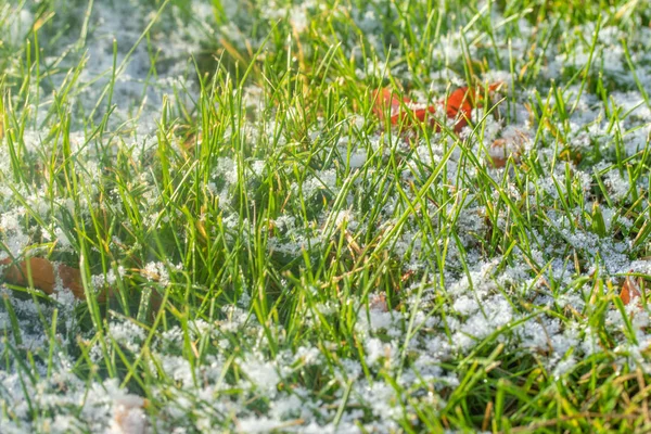 Πράσινο Γρασίδι Χιόνι Θολή Φόντο Bokeh — Φωτογραφία Αρχείου