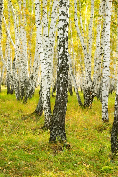 黄桦树林 晚秋自然景观 — 图库照片
