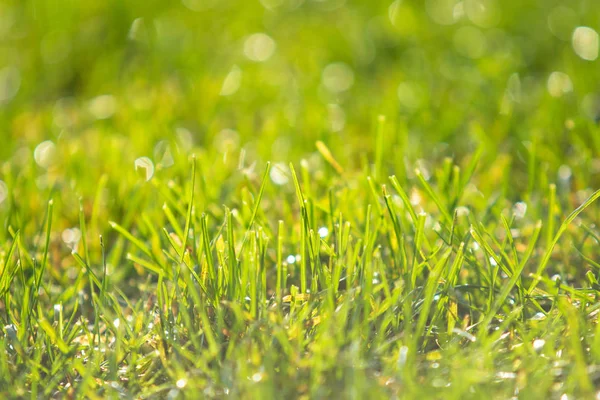 yeşil çim bokeh arka plan bulanık