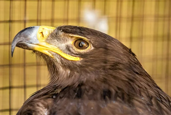 bir kuş kartal doğa portresi