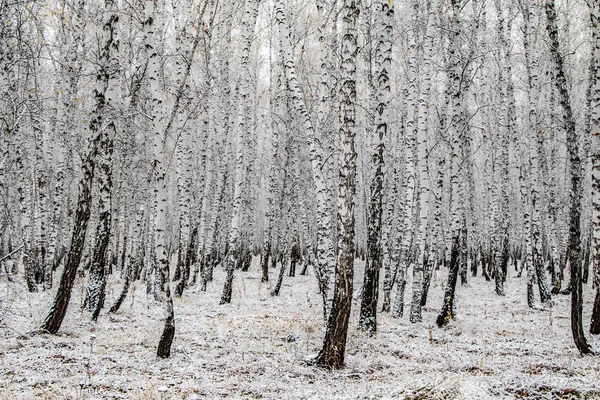 Zimní První Sníh Březová Lesní Krajina — Stock fotografie