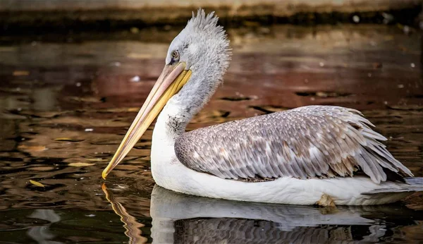 Vogel Pelikan Nahe Wasser Natur — Stockfoto