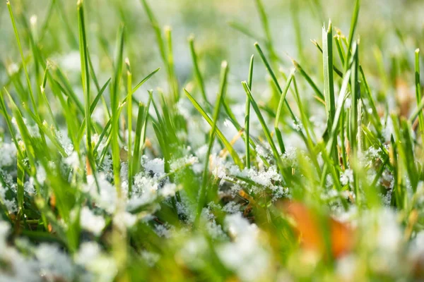 绿草雪模糊的背景博凯 — 图库照片