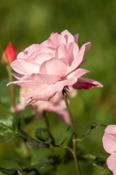 Στενή Μέχρι Πλάνο Όμορφο Λουλούδι Τριαντάφυλλο Φύση — Φωτογραφία Αρχείου