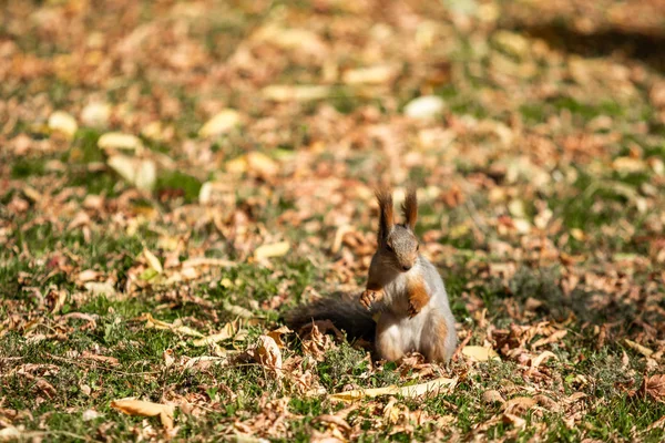 松鼠在秋天的森林在草 — 图库照片