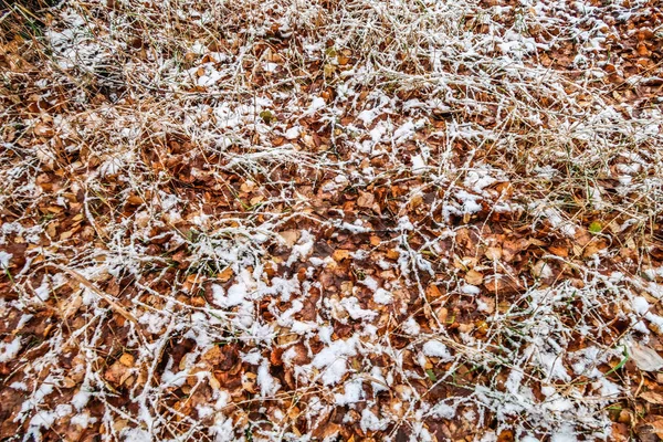 秋天在雪中留下青草 — 图库照片