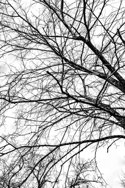 Beyaz Arkaplanda Ağaç Dalları Silueti — Stok fotoğraf